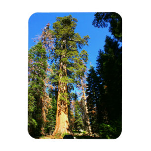 Giant Sequoia Nationaal Monument Magneet