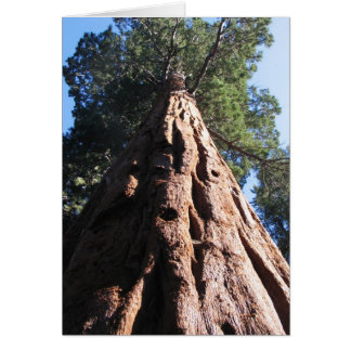 Giant Sequoia, Nationaal Park Sequoia