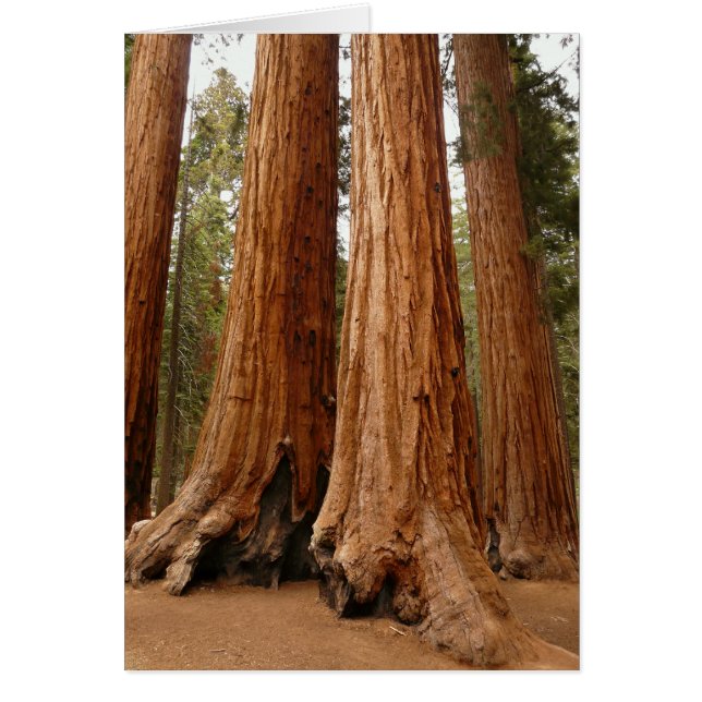 Giant Sequoia, Nationaal Park Sequoia, Californië (Voorkant)