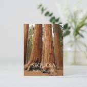 Giant Sequoia, Nationaal Park Sequoia, Californië Briefkaart (Staand voorkant)