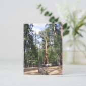 Giant Sequoia, Nationaal Park Yosemite Briefkaart (Staand voorkant)