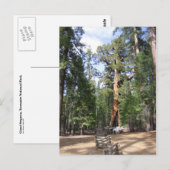 Giant Sequoia, Nationaal Park Yosemite Briefkaart (Voorkant / Achterkant)