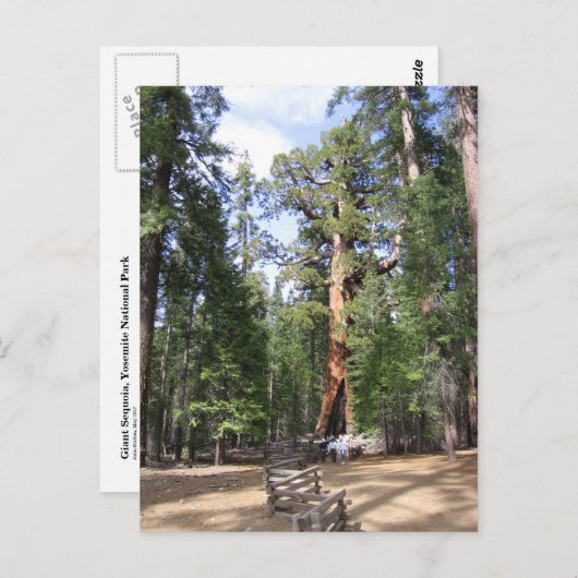 Giant Sequoia, Nationaal Park Yosemite Briefkaart (Voorkant / Achterkant)