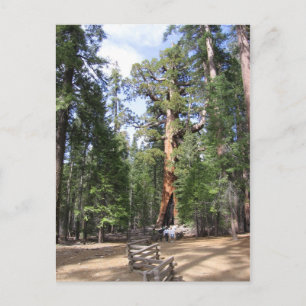 Giant Sequoia, Nationaal Park Yosemite Briefkaart