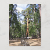 Giant Sequoia, Nationaal Park Yosemite Briefkaart (Voorkant)