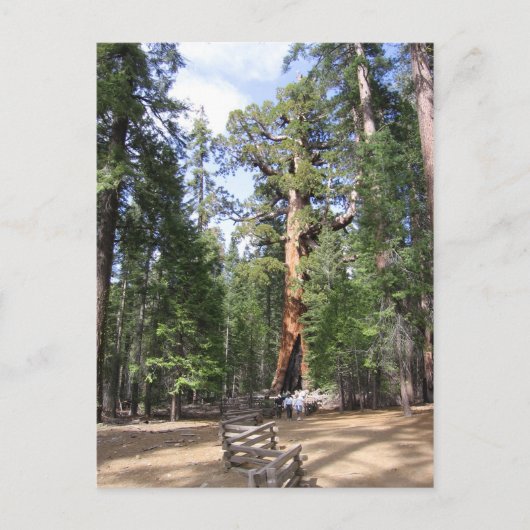 Giant Sequoia, Nationaal Park Yosemite Briefkaart (Voorkant)