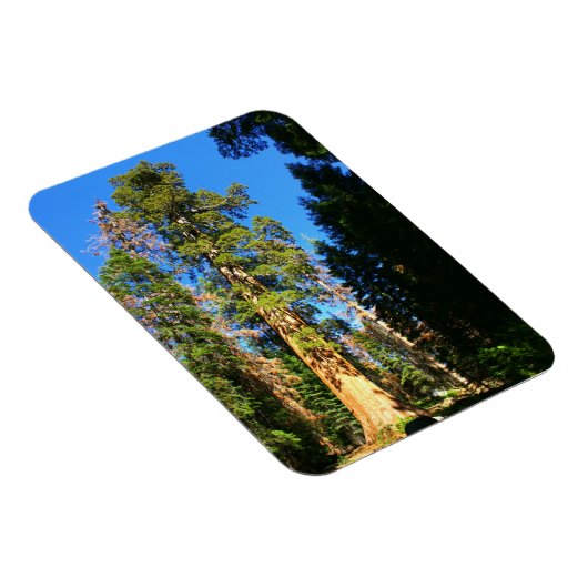 Giant Sequoia National Monument Magneet (Rechterzijde)