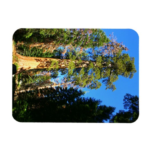 Giant Sequoia National Monument Magneet (Horizontaal)