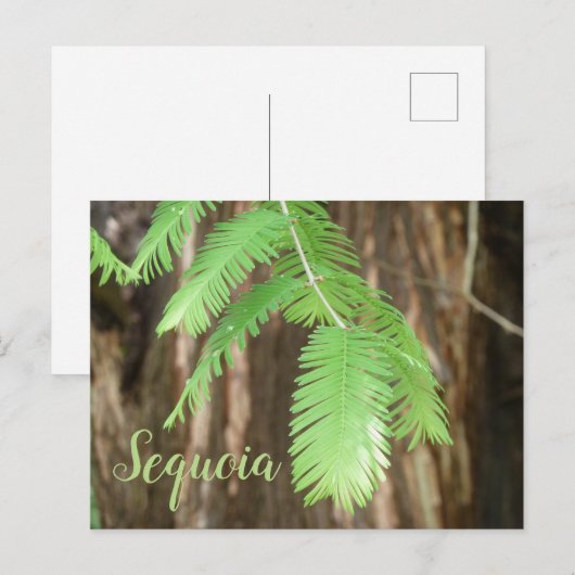 Giant Sequoia Needles, Giant Sequoia Briefkaart (Voorkant / Achterkant)