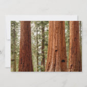 Giant Sequoia Panorama Bedankkaart (Voorkant)