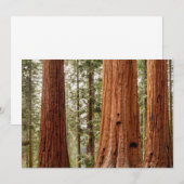 Giant Sequoia Panorama Bedankkaart (Voorkant / Achterkant)