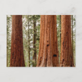 Giant Sequoia Panorama Briefkaart (Voorkant)