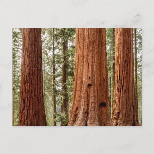 Giant Sequoia Panorama Briefkaart (Voorkant)