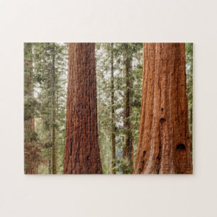 Giant Sequoia Panorama Legpuzzel