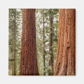 Giant Sequoia Panorama Magneet (Voorkant)