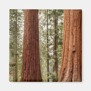 Giant Sequoia Panorama Magneet