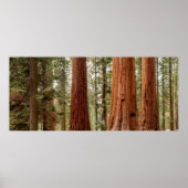 Giant Sequoia Panorama Poster (Voorkant)