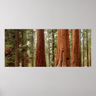 Giant Sequoia Panorama Poster