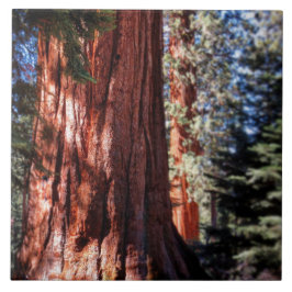 Giant Sequoia Photo Tile Tegeltje