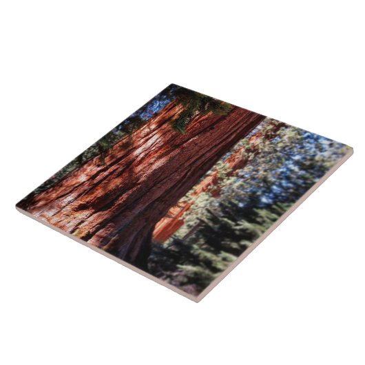 Giant Sequoia Photo Tile Tegeltje (Zijkant)