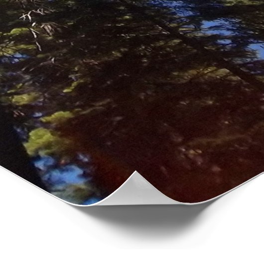 Giant Sequoia Poster (Hoek)