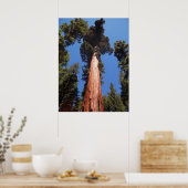 Giant Sequoia Poster (Keuken)