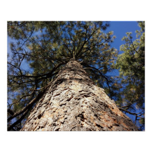 Giant Sequoia Reaching naar Blue Sky Gezien van Be Perfect Poster