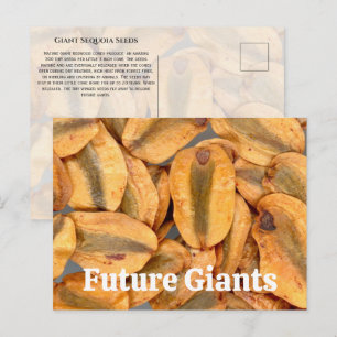 Giant Sequoia Seeds Briefkaart