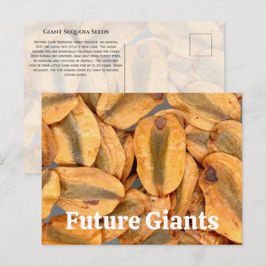 Giant Sequoia Seeds Briefkaart (Voorkant / Achterkant)