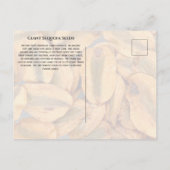 Giant Sequoia Seeds Briefkaart (Achterkant)