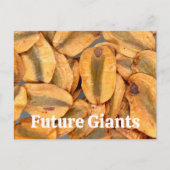 Giant Sequoia Seeds Briefkaart (Voorkant)