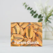 Giant Sequoia Seeds Briefkaart (Staand voorkant)