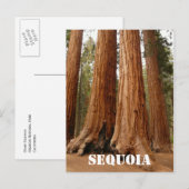 Giant Sequoia, Sequoia National Park Oudere versie Briefkaart (Voorkant / Achterkant)