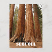 Giant Sequoia, Sequoia National Park Oudere versie Briefkaart (Voorkant)