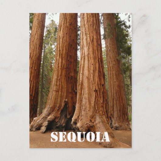 Giant Sequoia, Sequoia National Park Oudere versie Briefkaart (Voorkant)