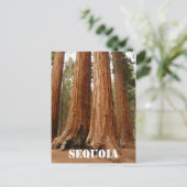 Giant Sequoia, Sequoia National Park Oudere versie Briefkaart (Staand voorkant)