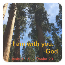 Giant Sequoia Sky Uitzicht