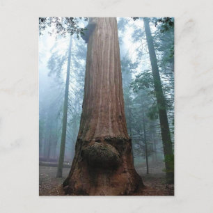 Giant Sequoia Tree in Grant Grove, CA Briefkaart