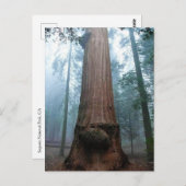 Giant Sequoia Tree in Grant Grove, CA Briefkaart (Voorkant / Achterkant)