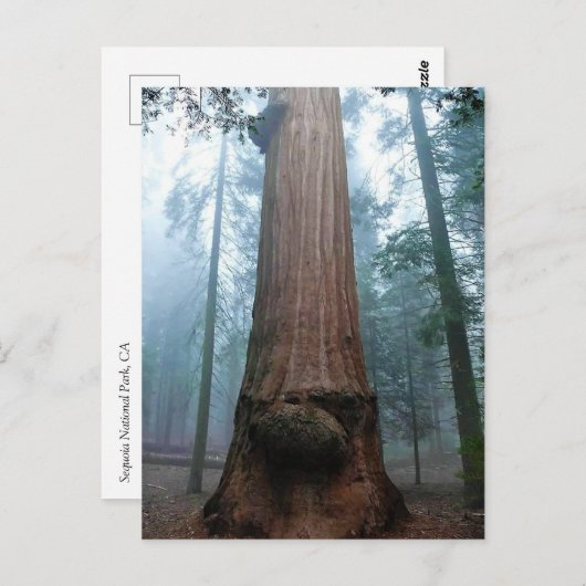 Giant Sequoia Tree in Grant Grove, CA Briefkaart (Voorkant / Achterkant)