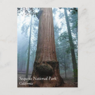 Giant Sequoia Tree in Grant Grove, CA-Briefkaart Briefkaart