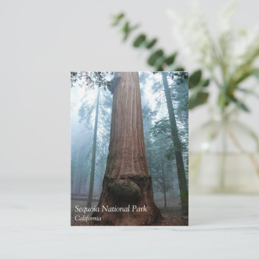 Giant Sequoia Tree in Grant Grove, CA-Briefkaart Briefkaart (Staand voorkant)
