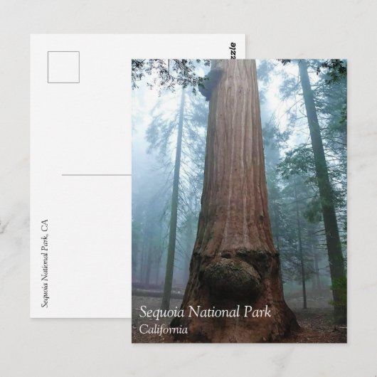 Giant Sequoia Tree in Grant Grove, CA-Briefkaart Briefkaart (Voorkant / Achterkant)