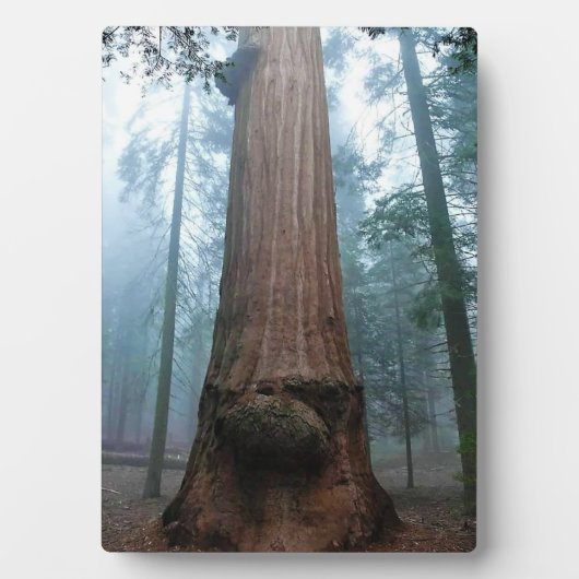 Giant Sequoia Tree in Grant Grove, CA Fotoplaat (voorkant)