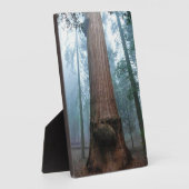 Giant Sequoia Tree in Grant Grove, CA Fotoplaat (Zijkant)