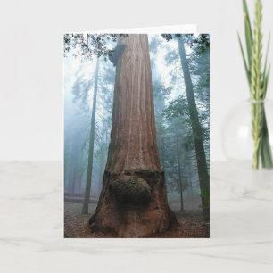 Giant Sequoia Tree in Grant Grove, CA Kaart