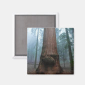 Giant Sequoia Tree in Grant Grove, CA Magneet (Voorkant / Achterkant)