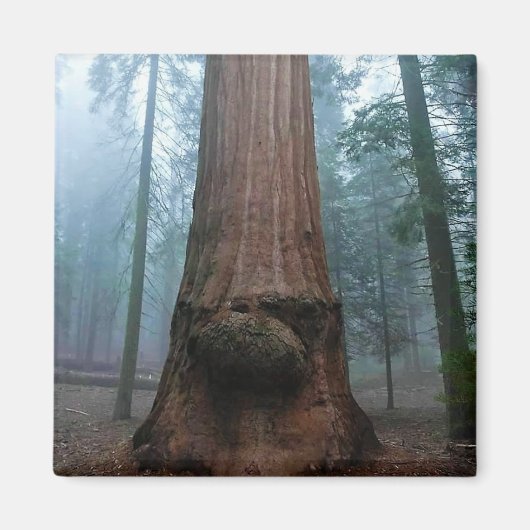 Giant Sequoia Tree in Grant Grove, CA Magneet (Voorkant)
