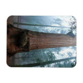 Giant Sequoia Tree in Grant Grove, CA Magneet (Horizontaal)
