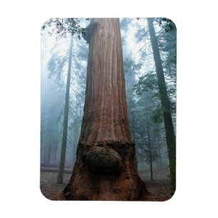 Giant Sequoia Tree in Grant Grove, CA Magneet